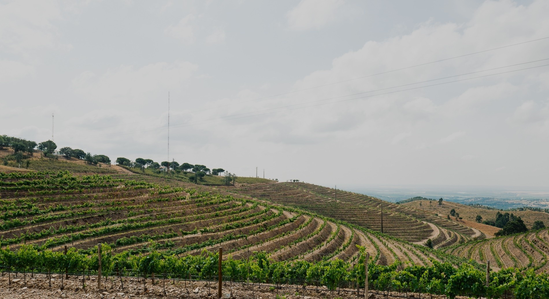 Herdade Aldeia de Cima